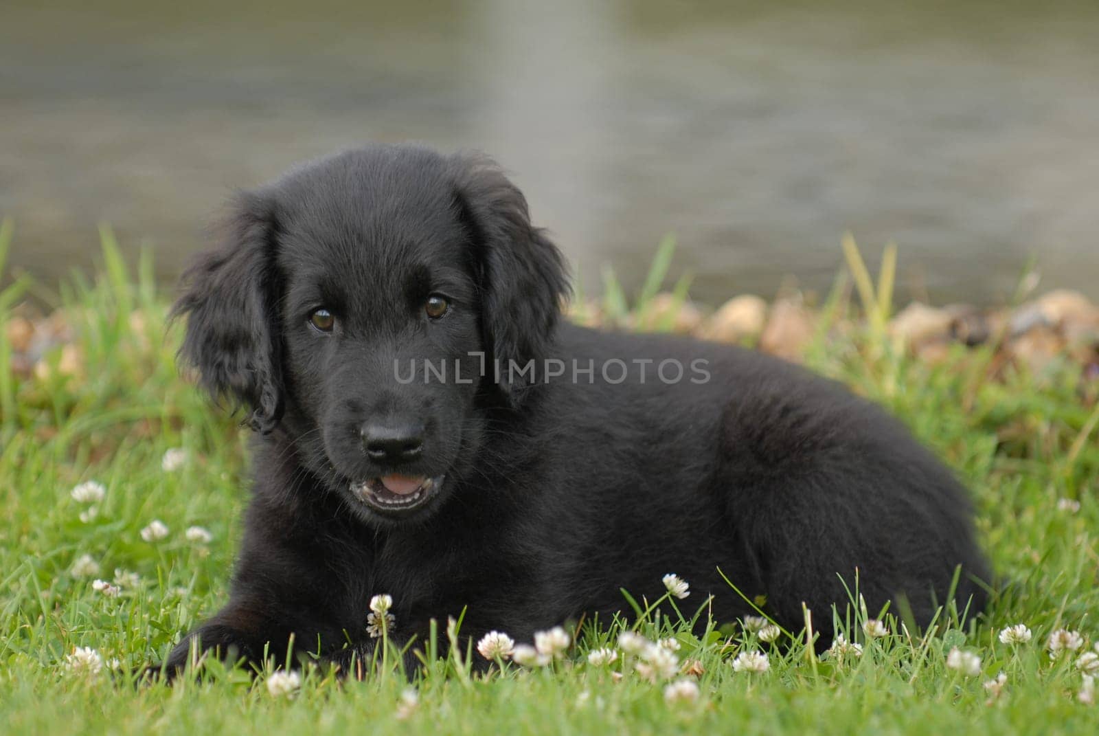 Labrador Retriever puppy