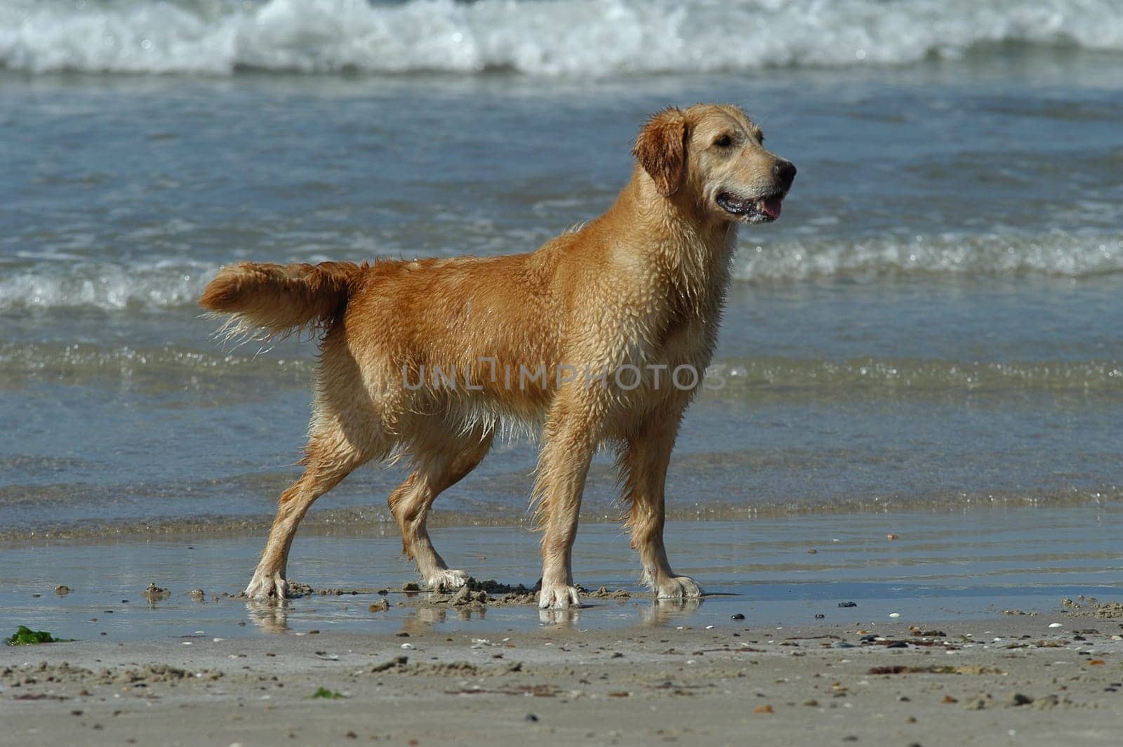 Golden Retriever on the Beach