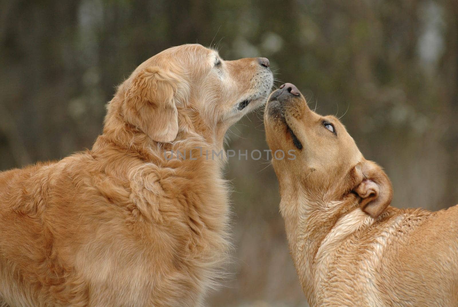 Contact attempt of two dogs