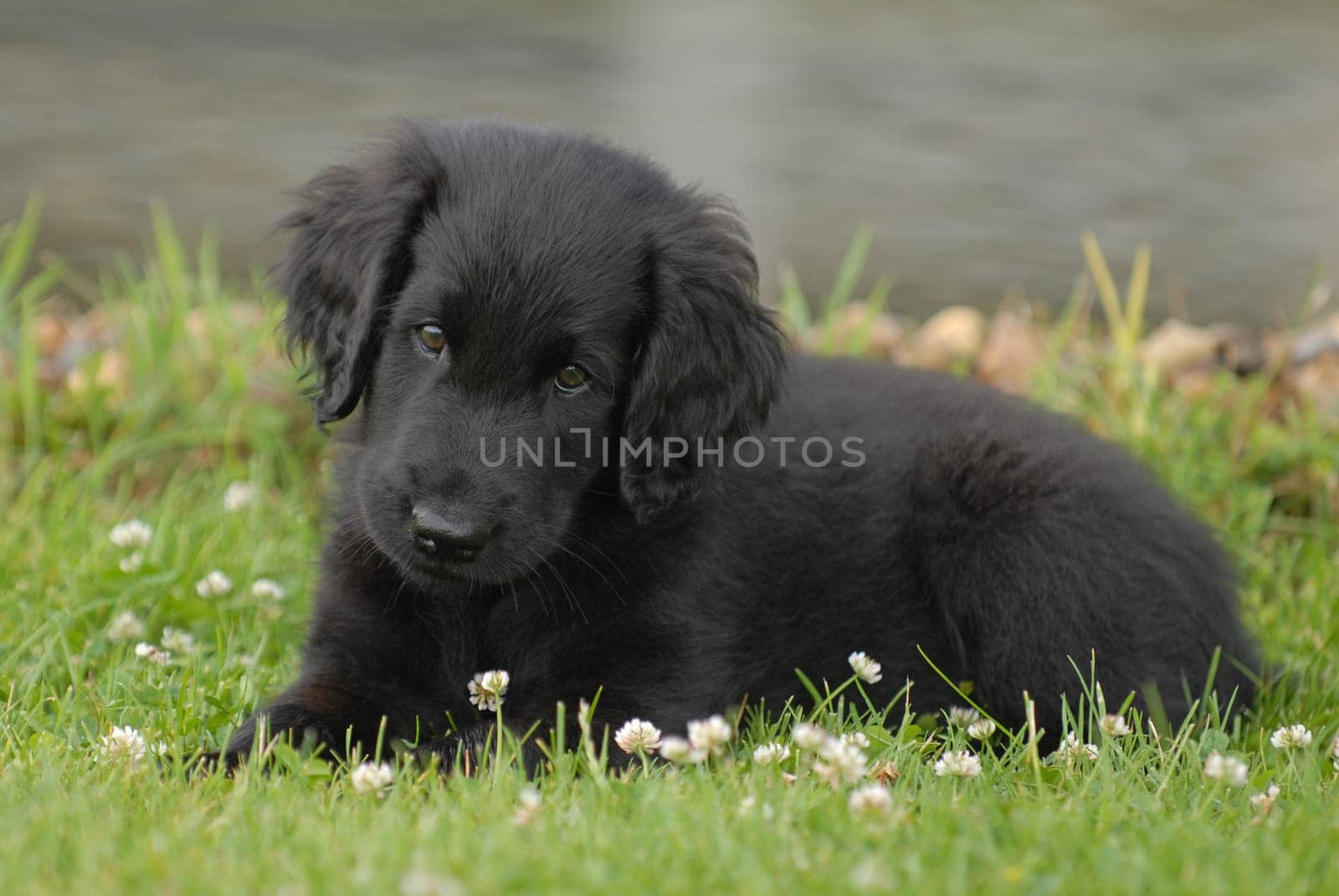 Labrador Retriever puppy