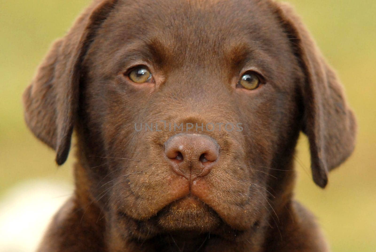 brown Labrador retriever puppy