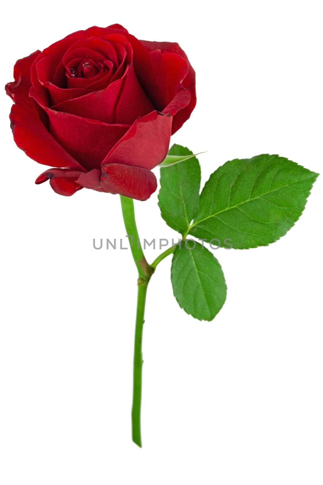 Red rose,flower as a symbol of love