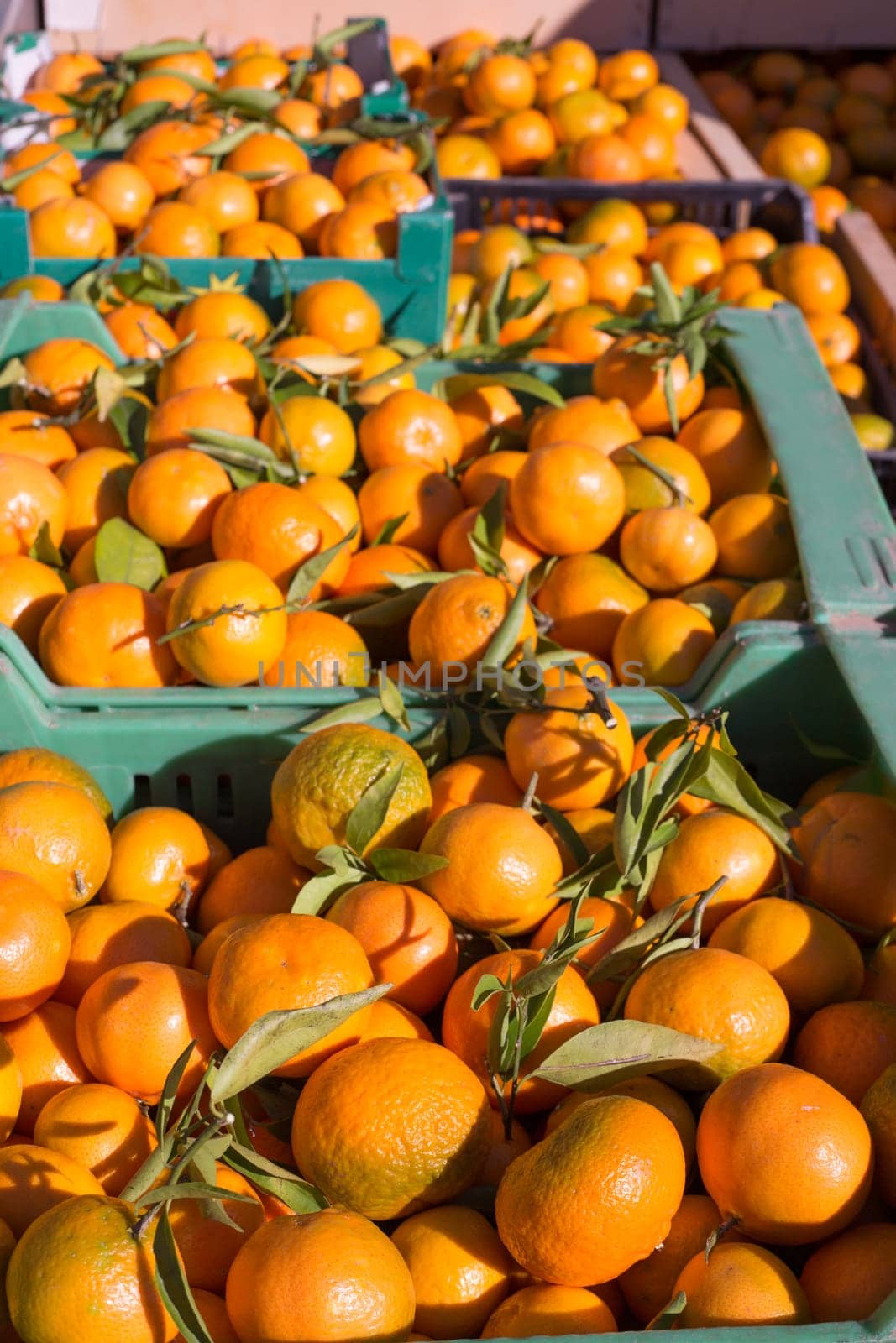 Orange tangerine fruits in harvest basket boxes in a row