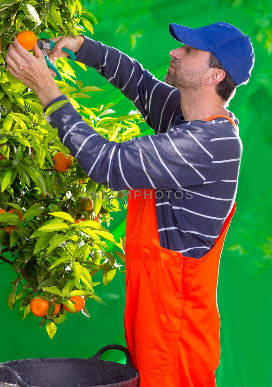 Tangerine orange farmer collecting man in mediterranean Spain