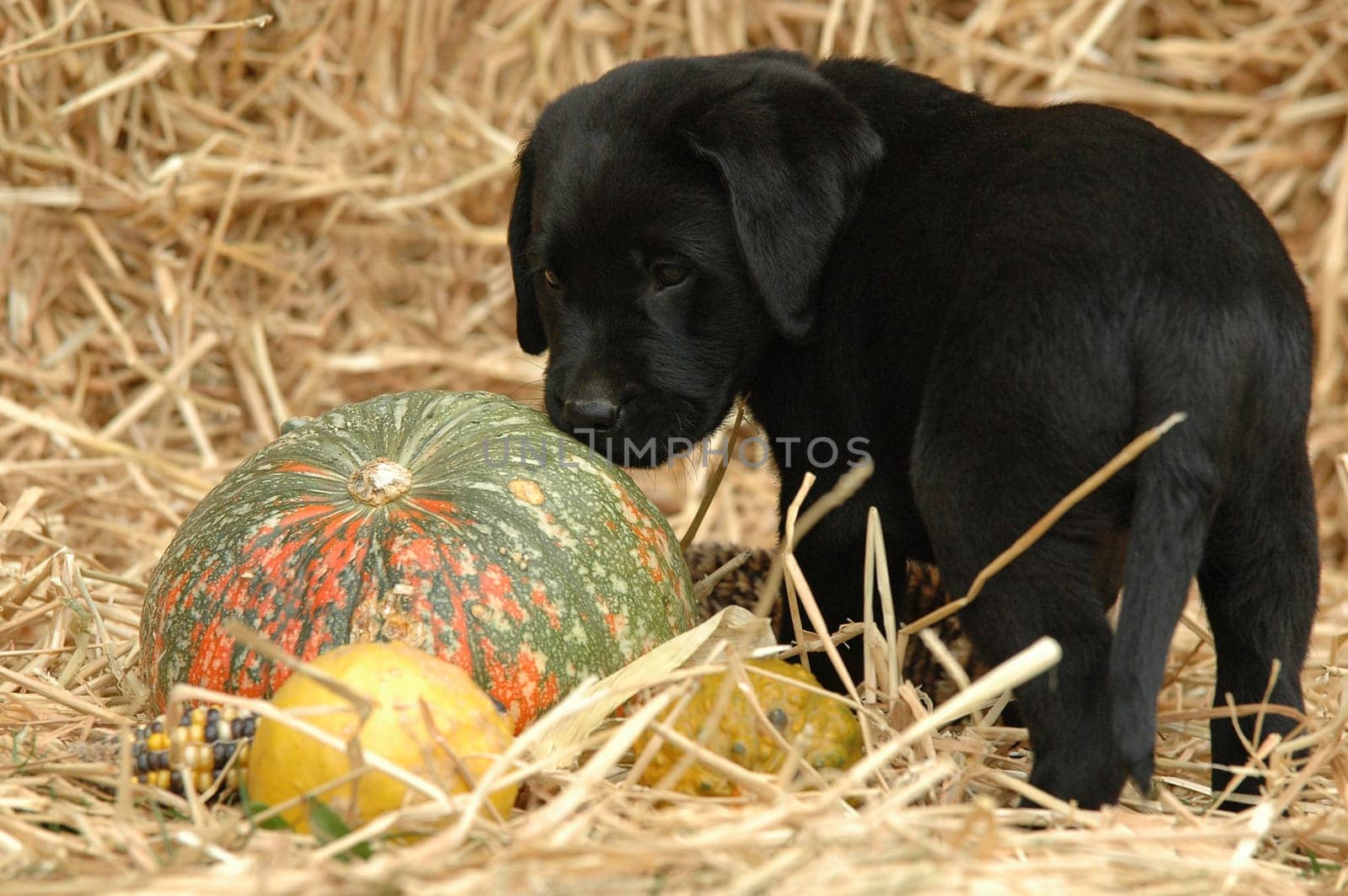 Labrador Retriever puppy