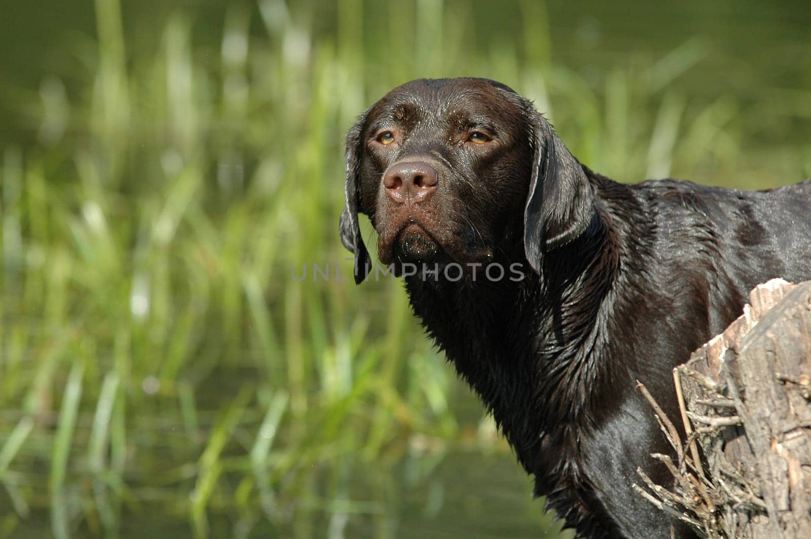 wet Labrador