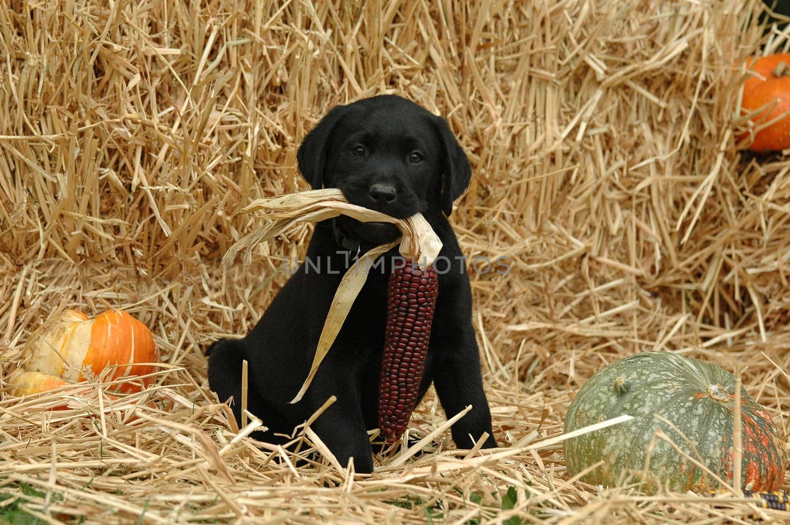 Labrador Retriever puppy