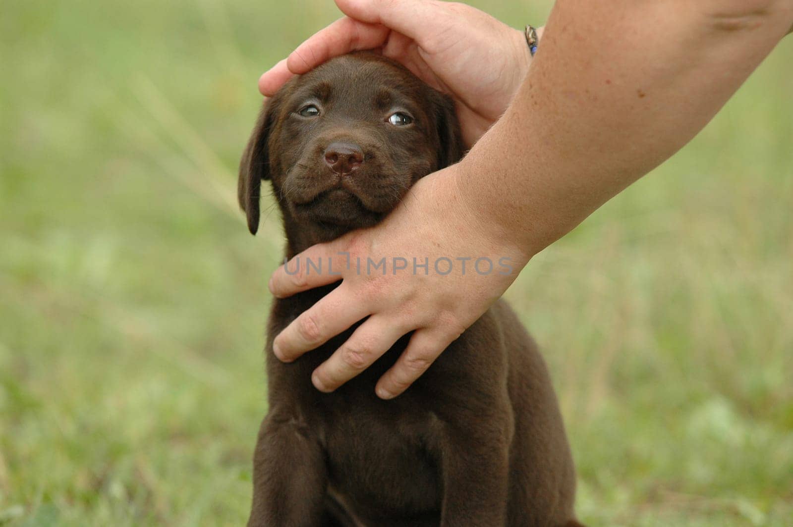 brown Labrador puppy