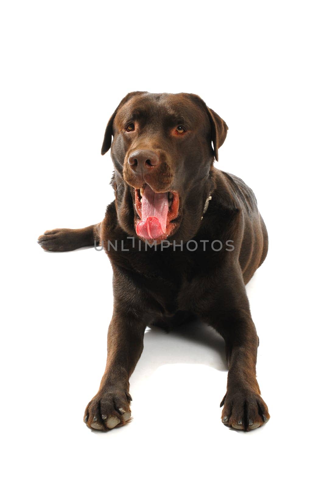 brown Labrador Retriever