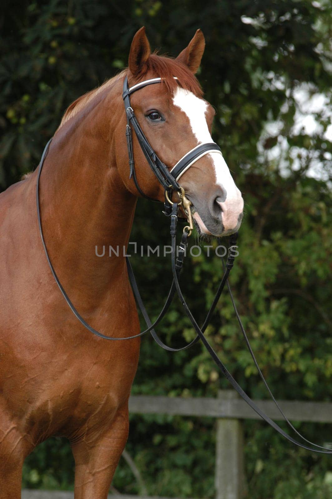 chestnut stallion