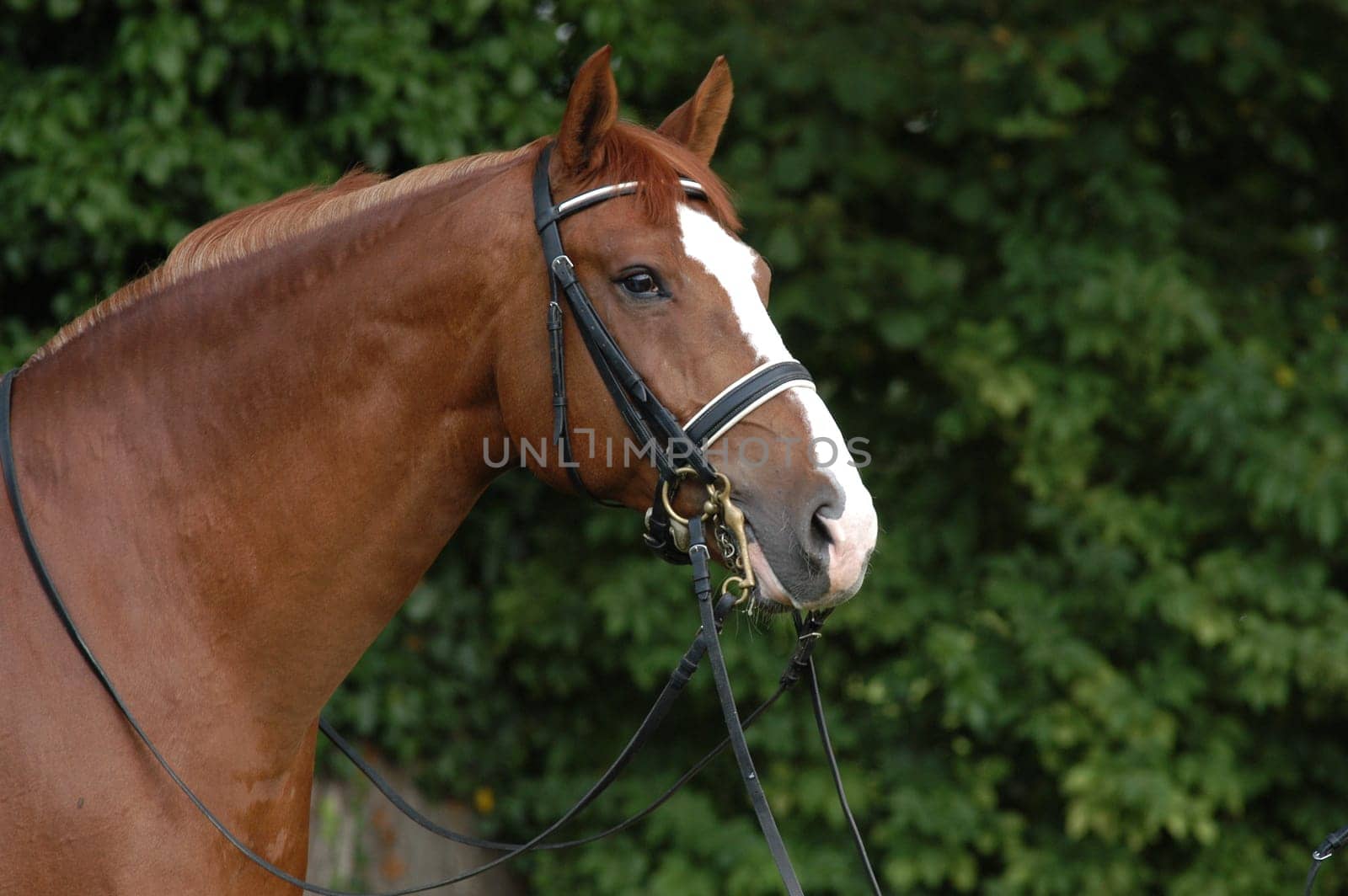 chestnut stallion