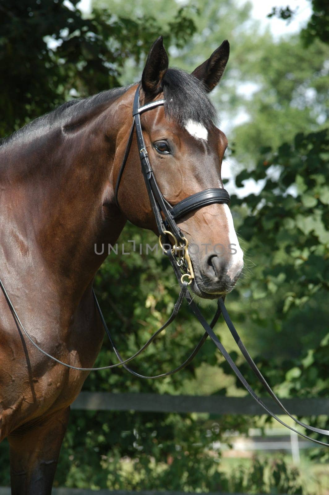 brown mare
