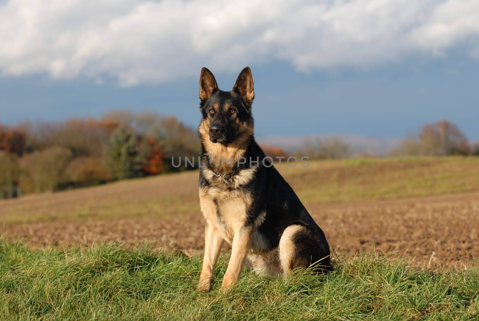 German Shepherd