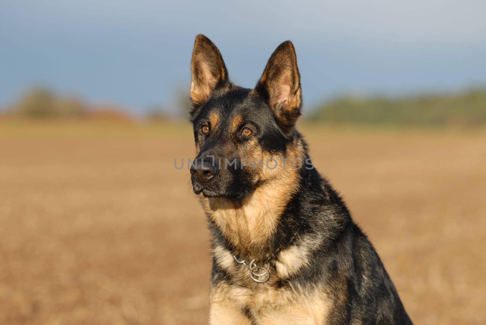 German Shepherd
