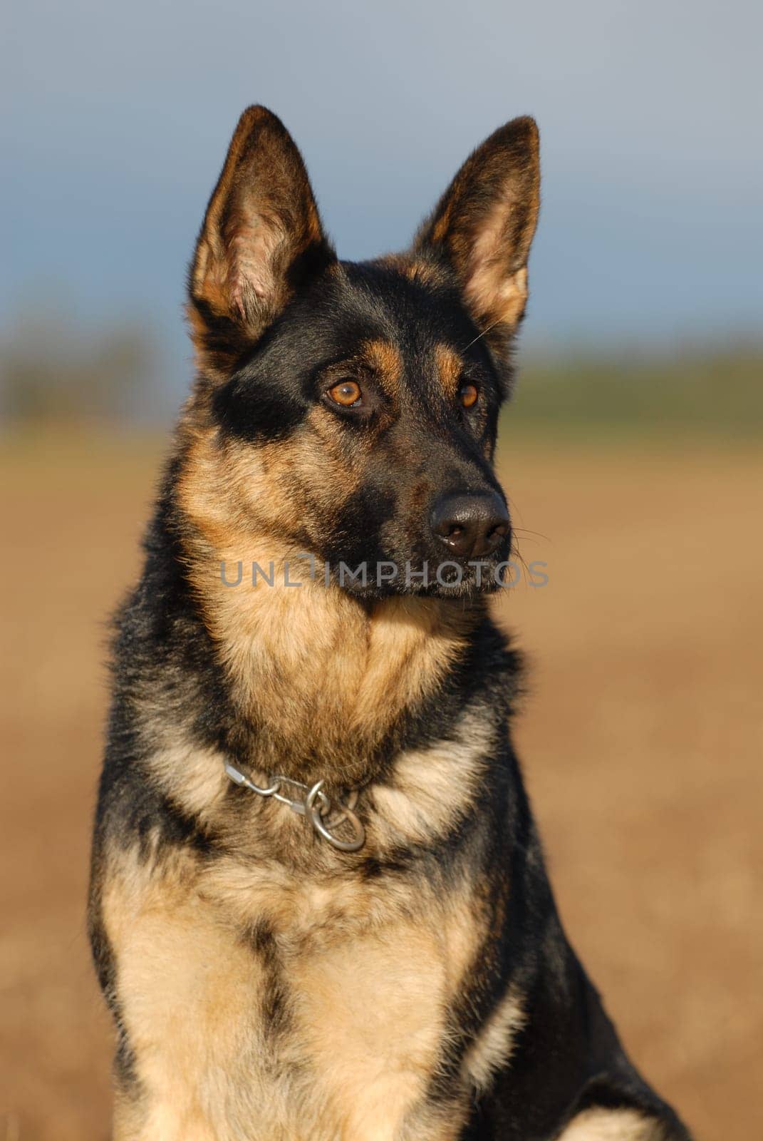 German Shepherd