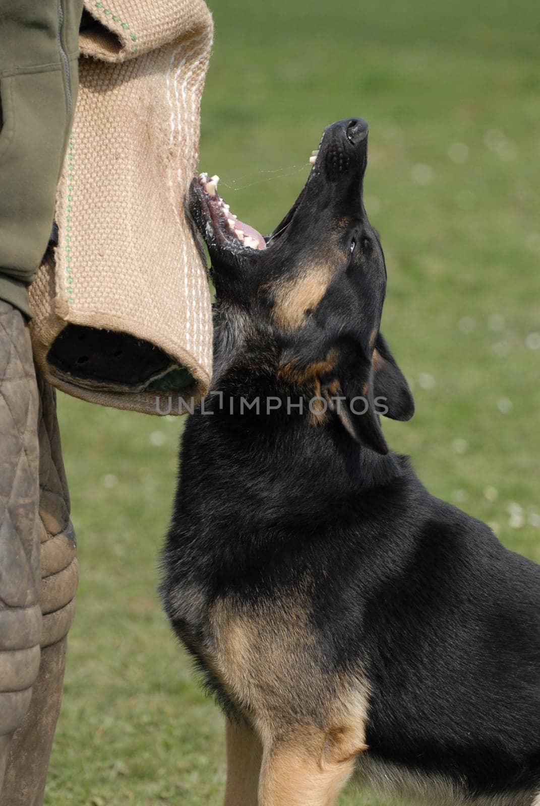 German Shepherd