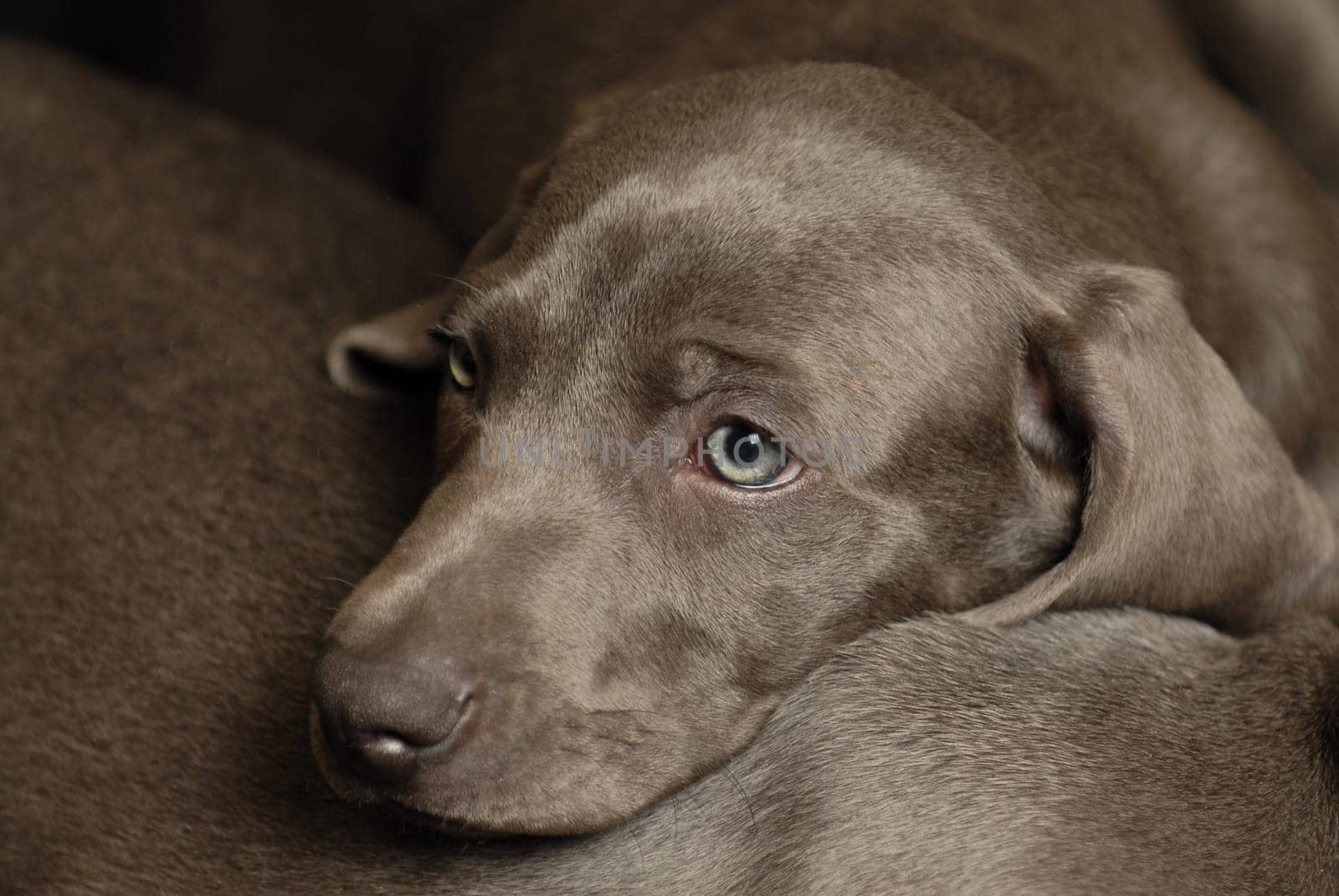 Weimaraner puppy