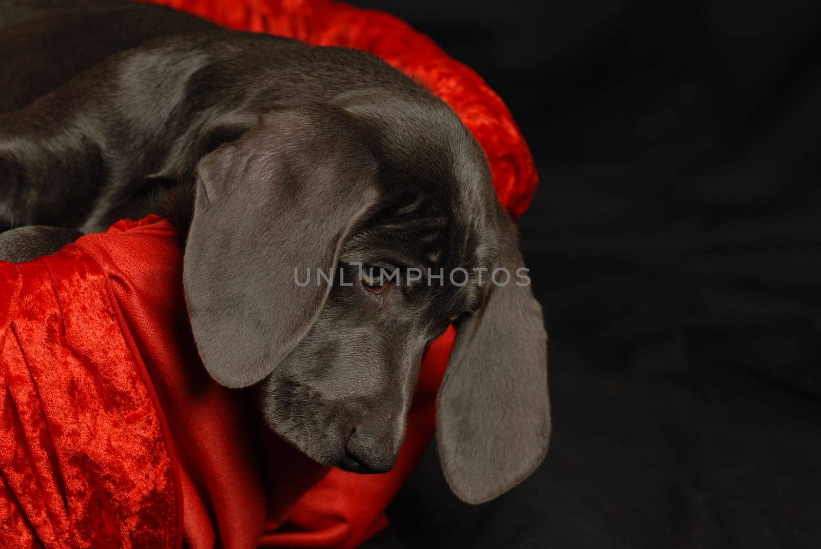 Weimaraner puppy