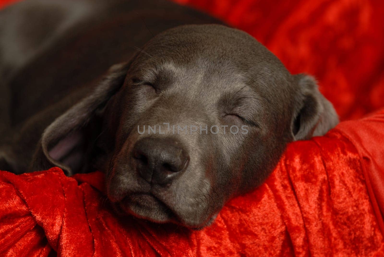 Weimaraner puppy