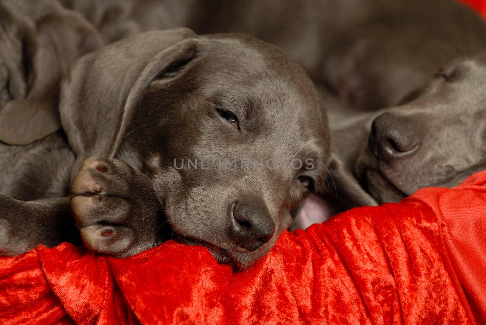 Weimaraner puppy