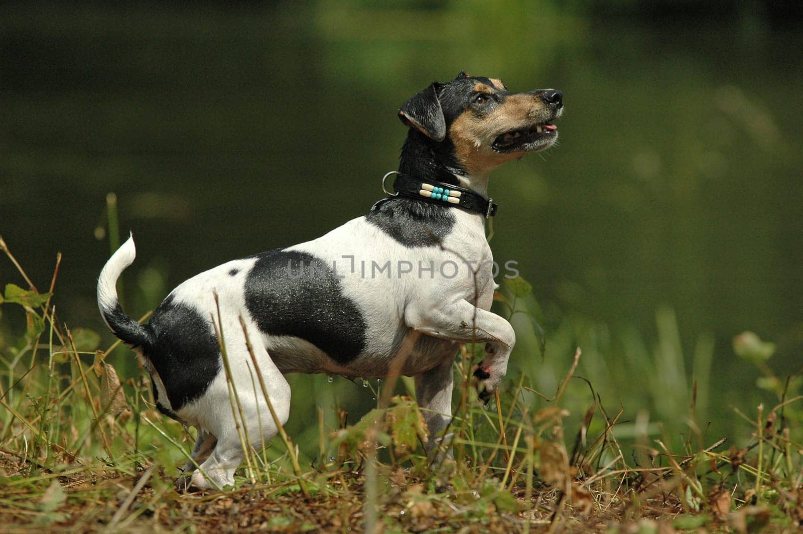 Terrier by the water