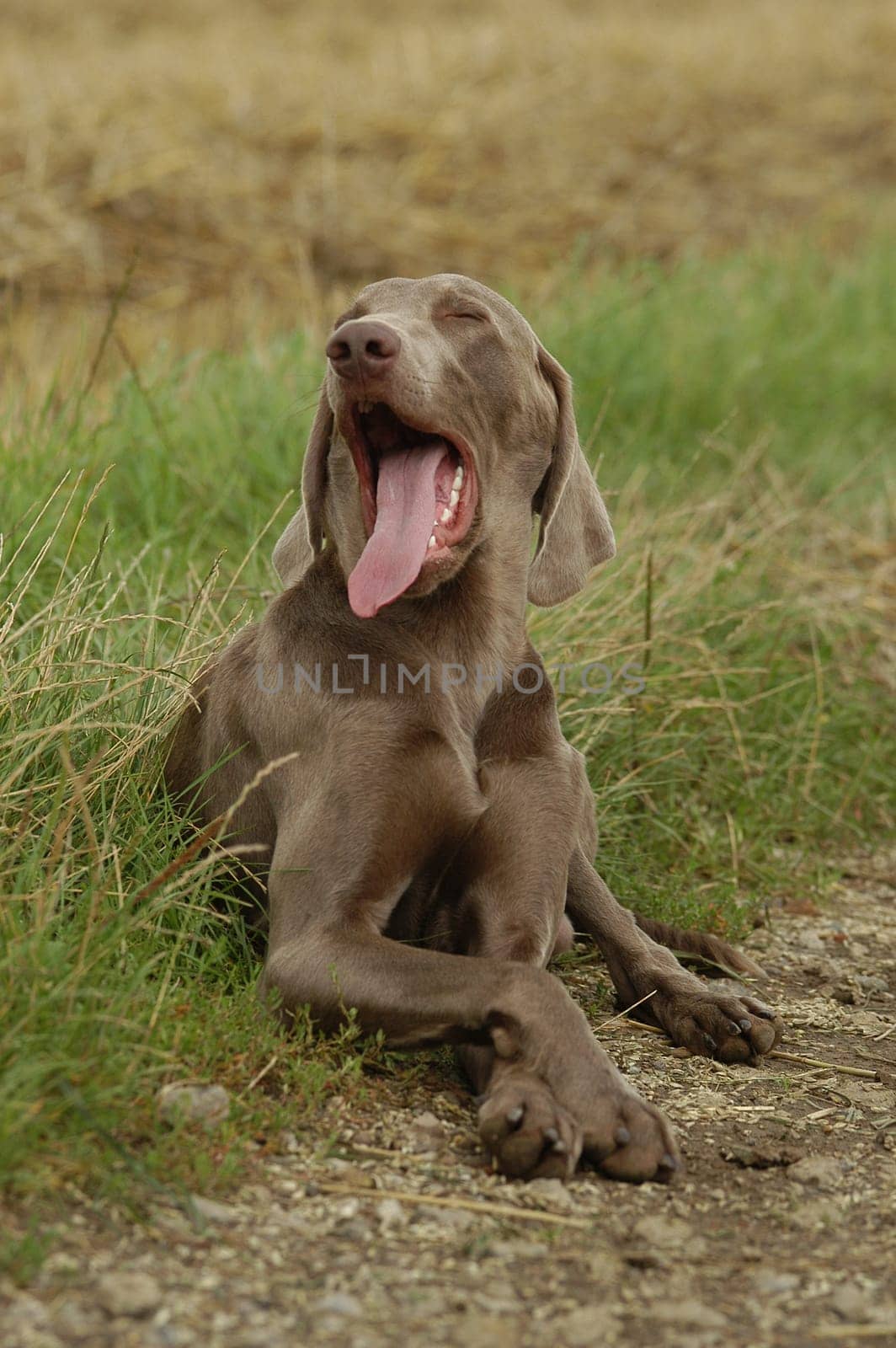 Weimaraner