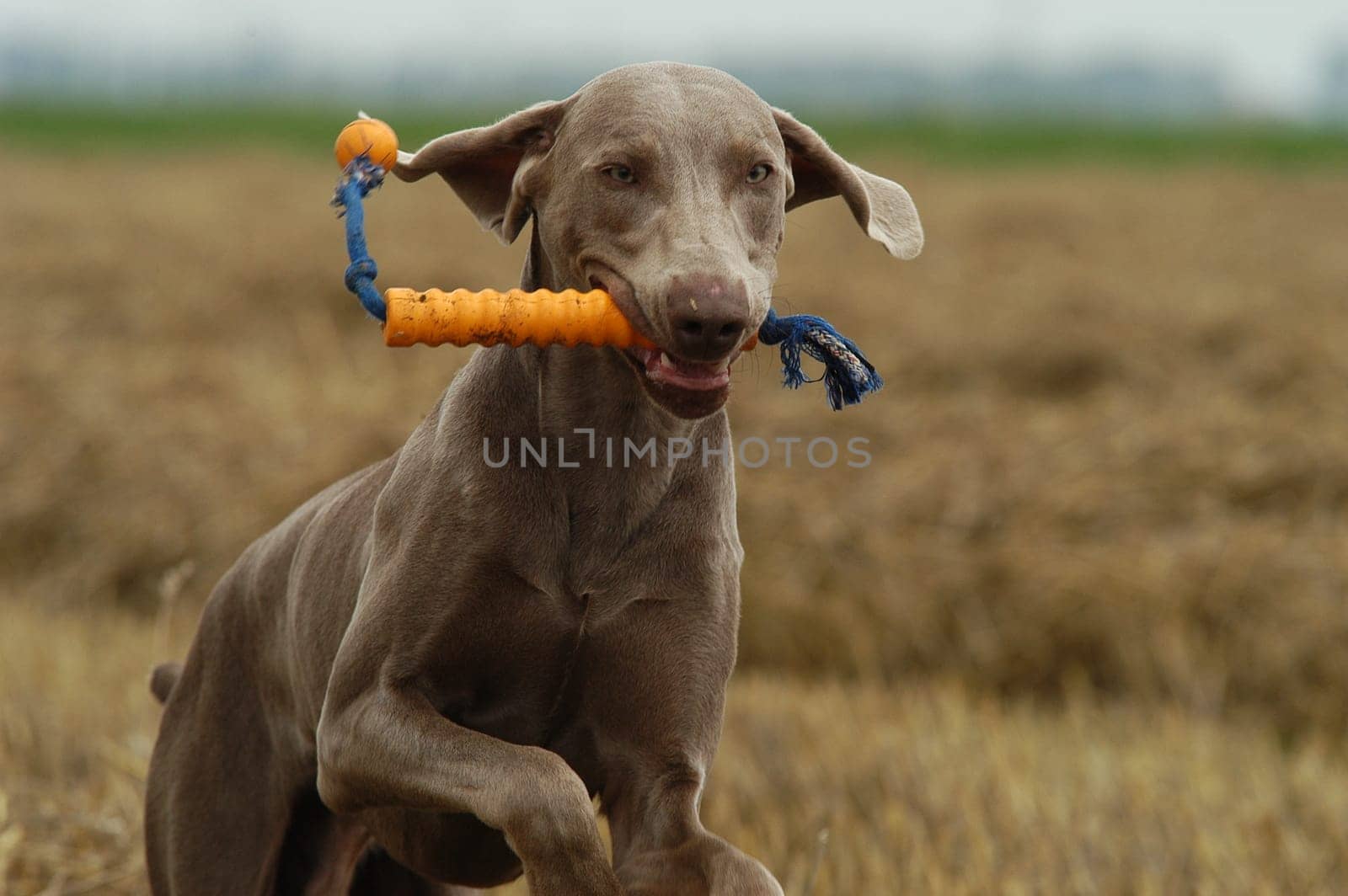 Weimaraner
