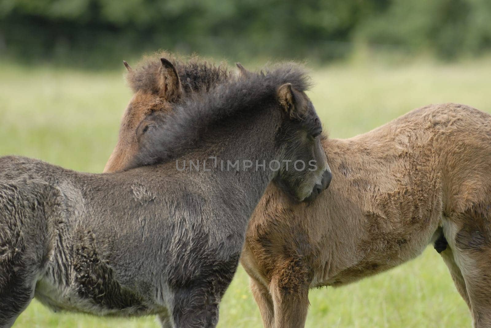 Foal