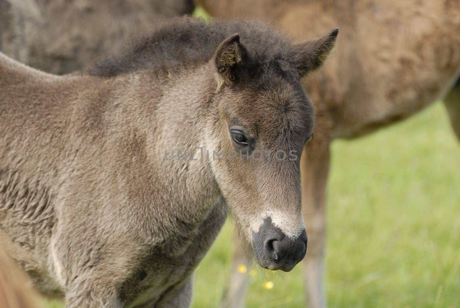Foal