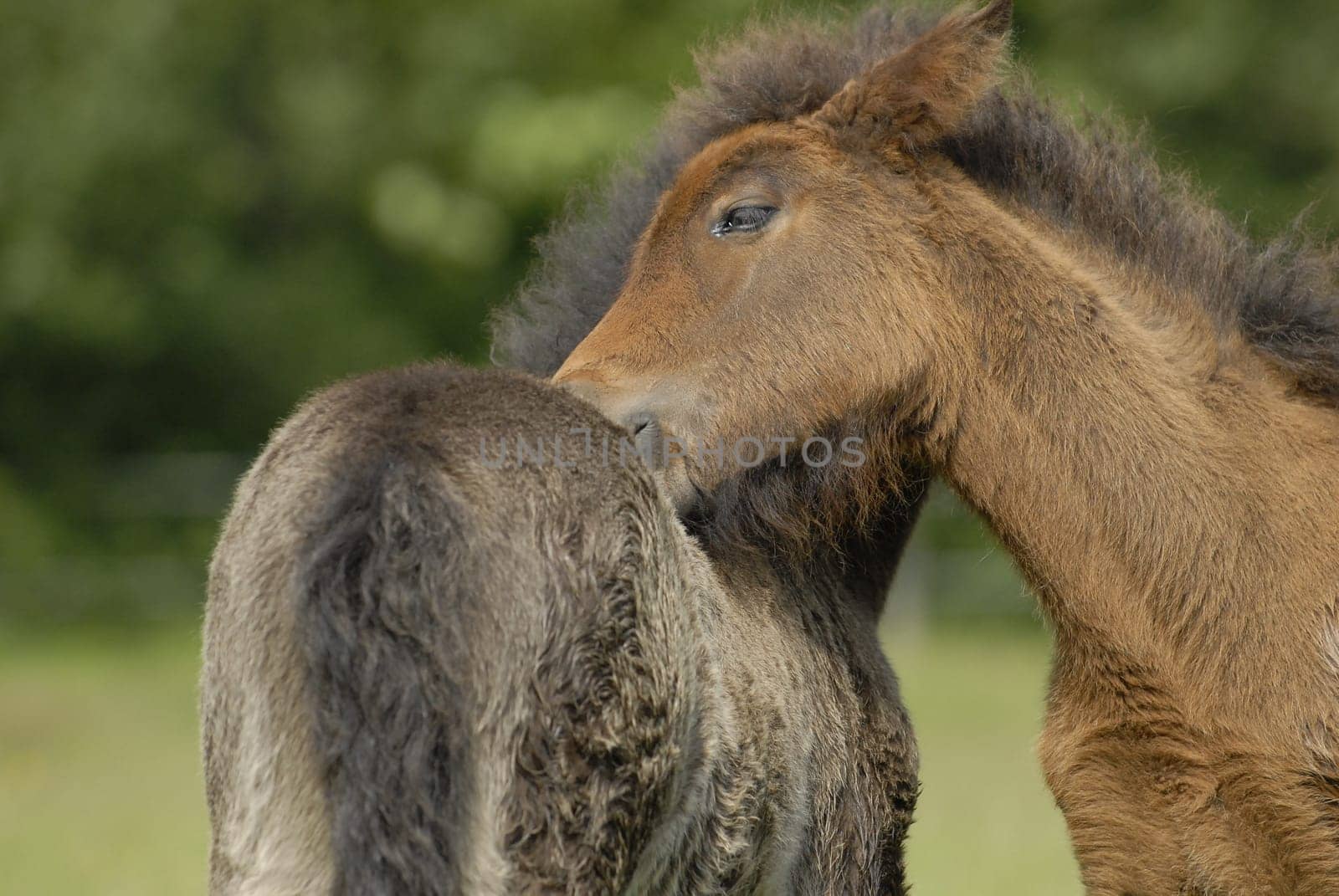 Foal