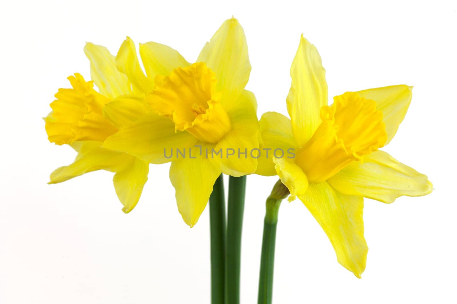Daffodil,yellow flower against white background