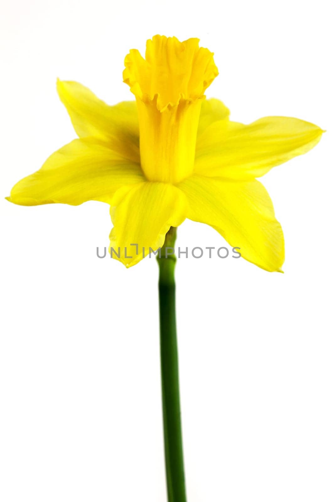 Daffodil,yellow flower against white background
