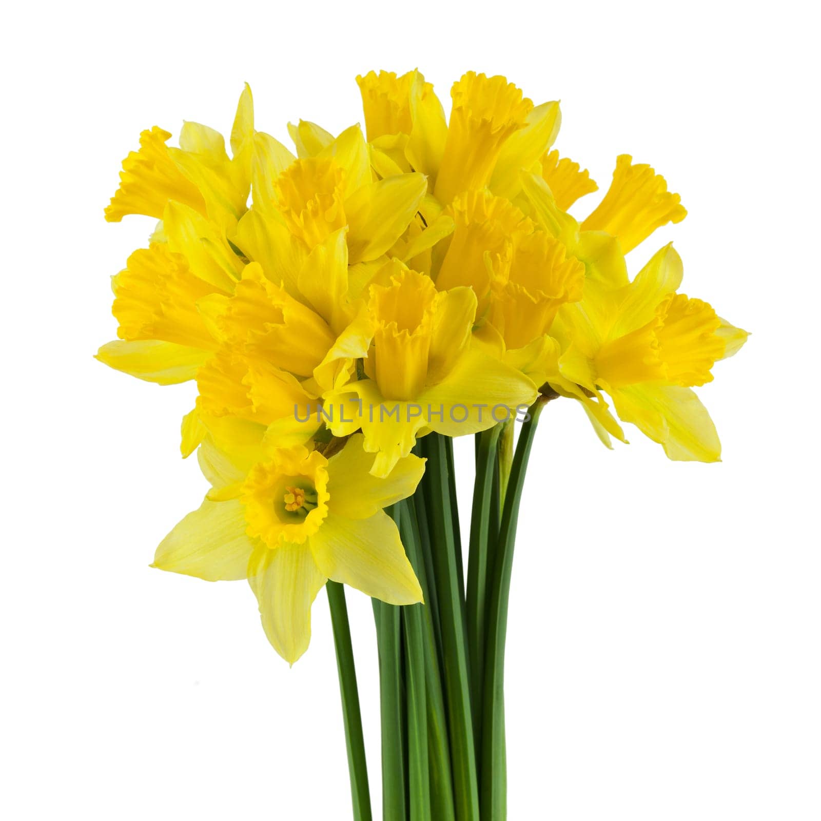 Daffodil,yellow flower against white background