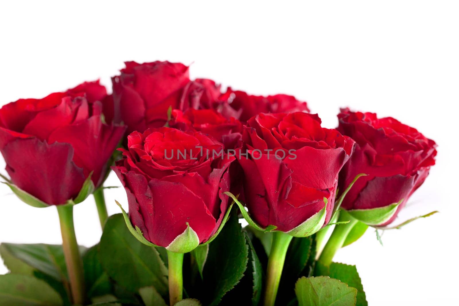 fresh red roses