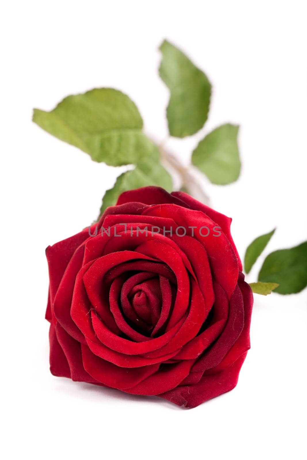 single fresh red rose