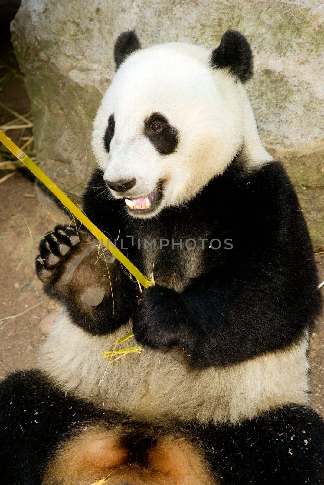 A panda takes lunch as he does for most of the day on bamboo