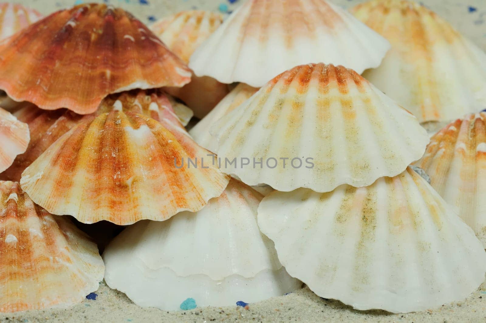 Sea Snails