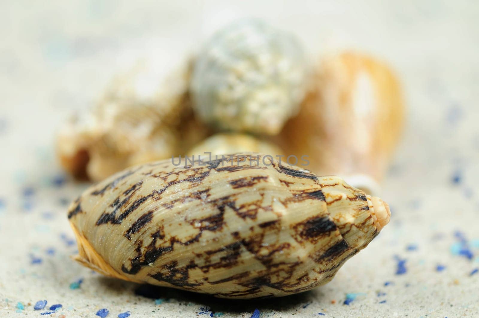 Sea Snails