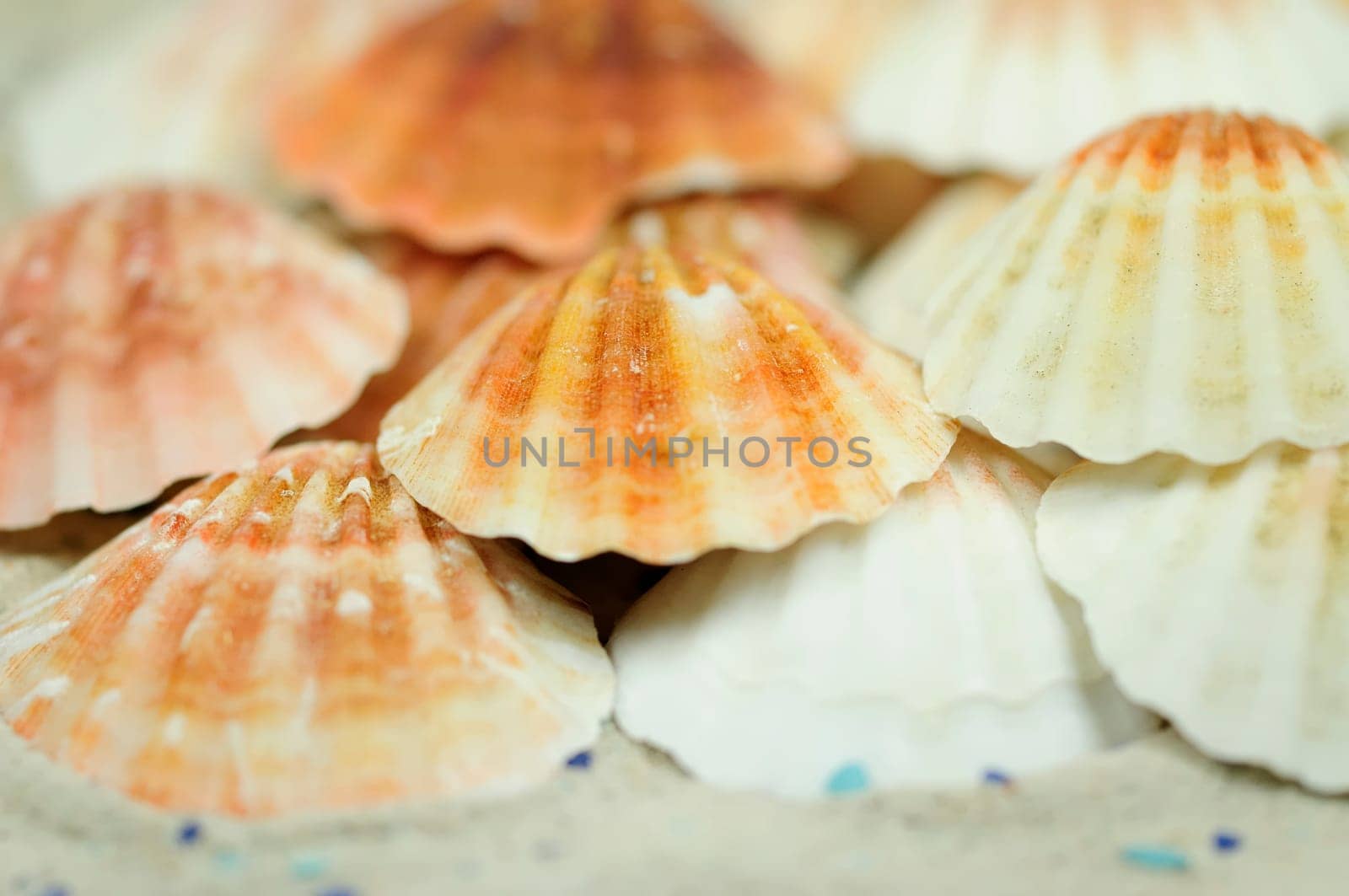 Sea Snails