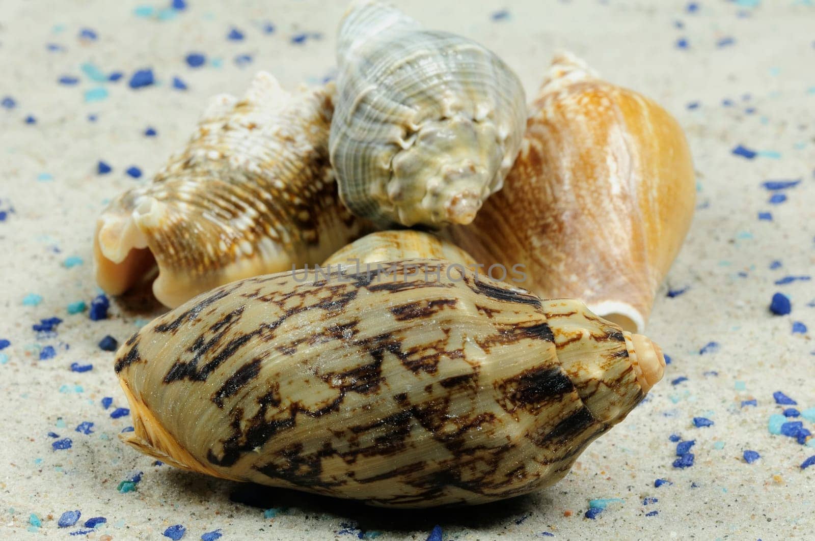 Sea Snails