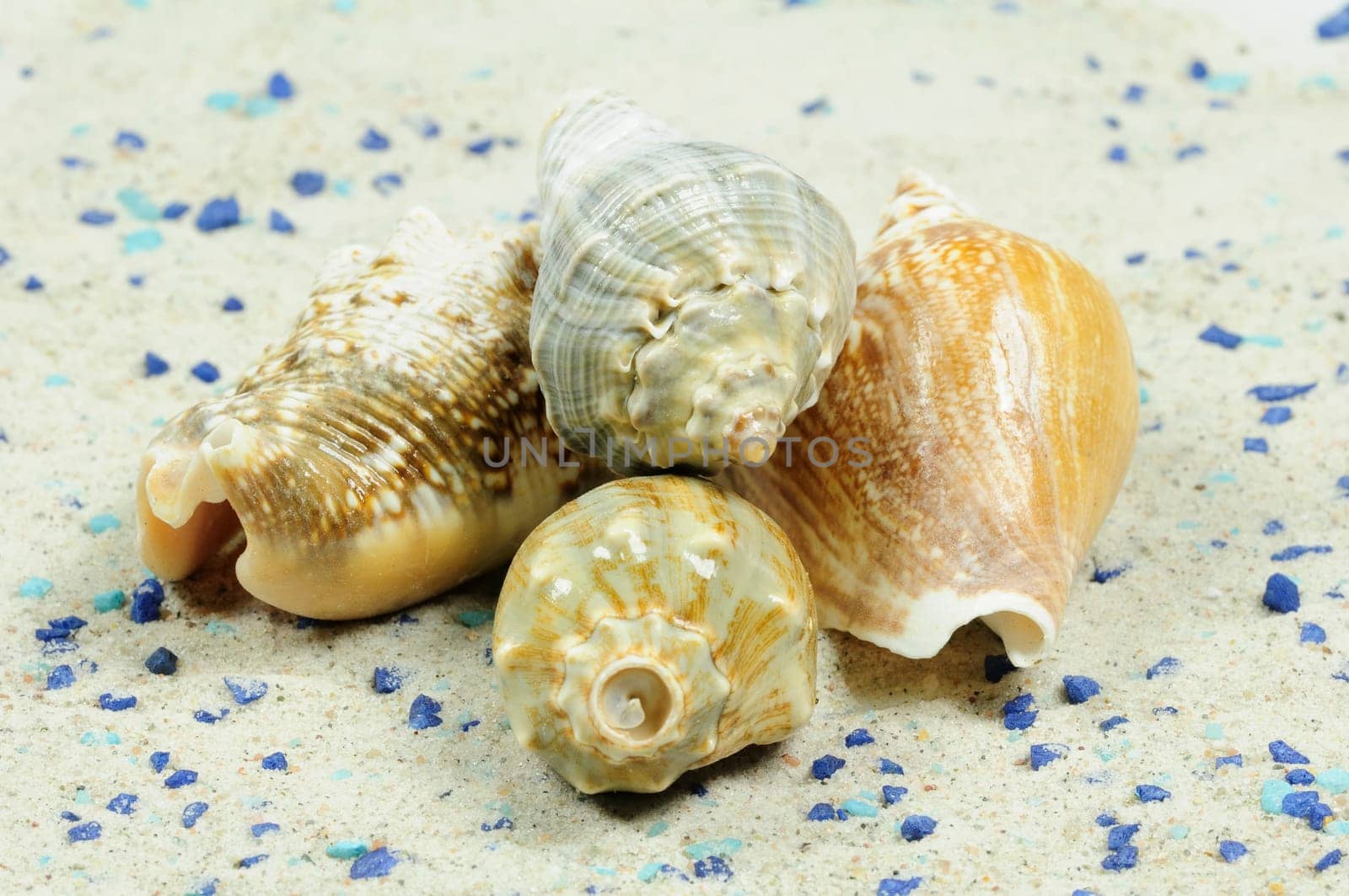 Sea Snails