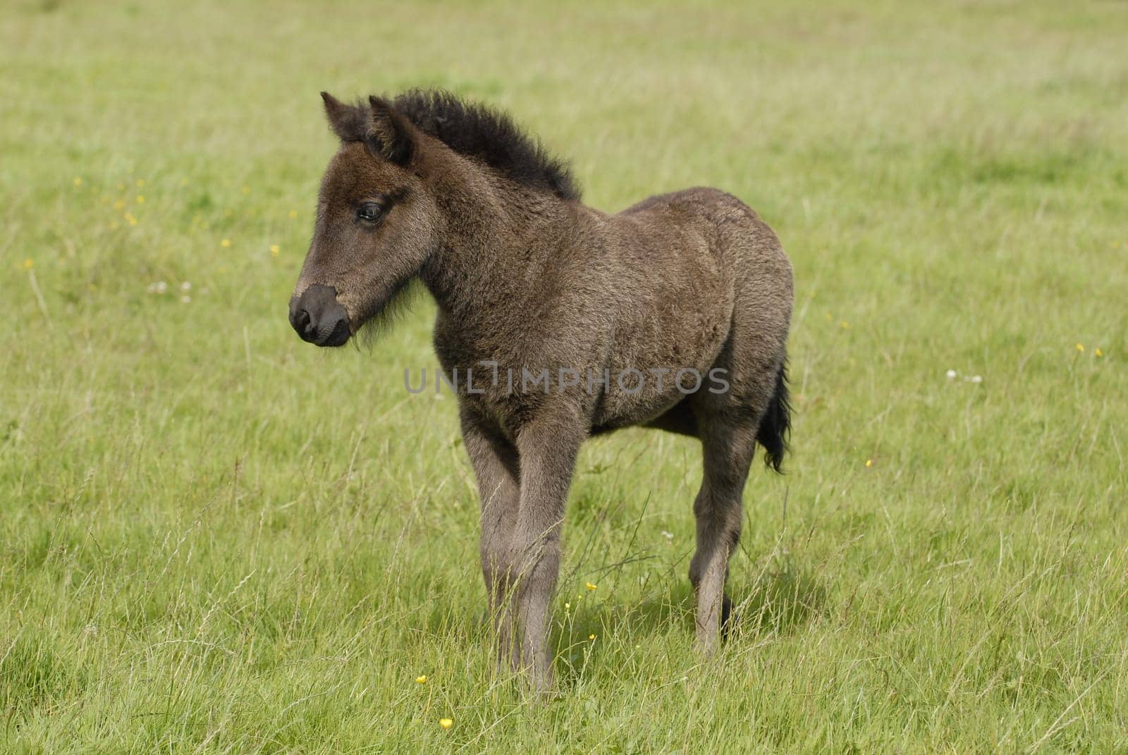Foal