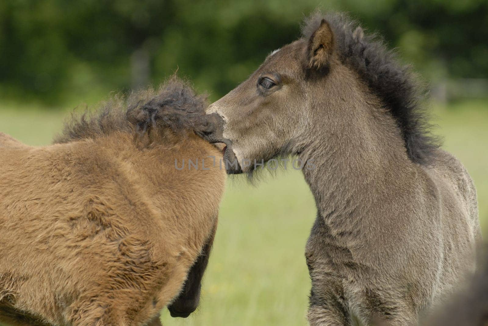 Foal