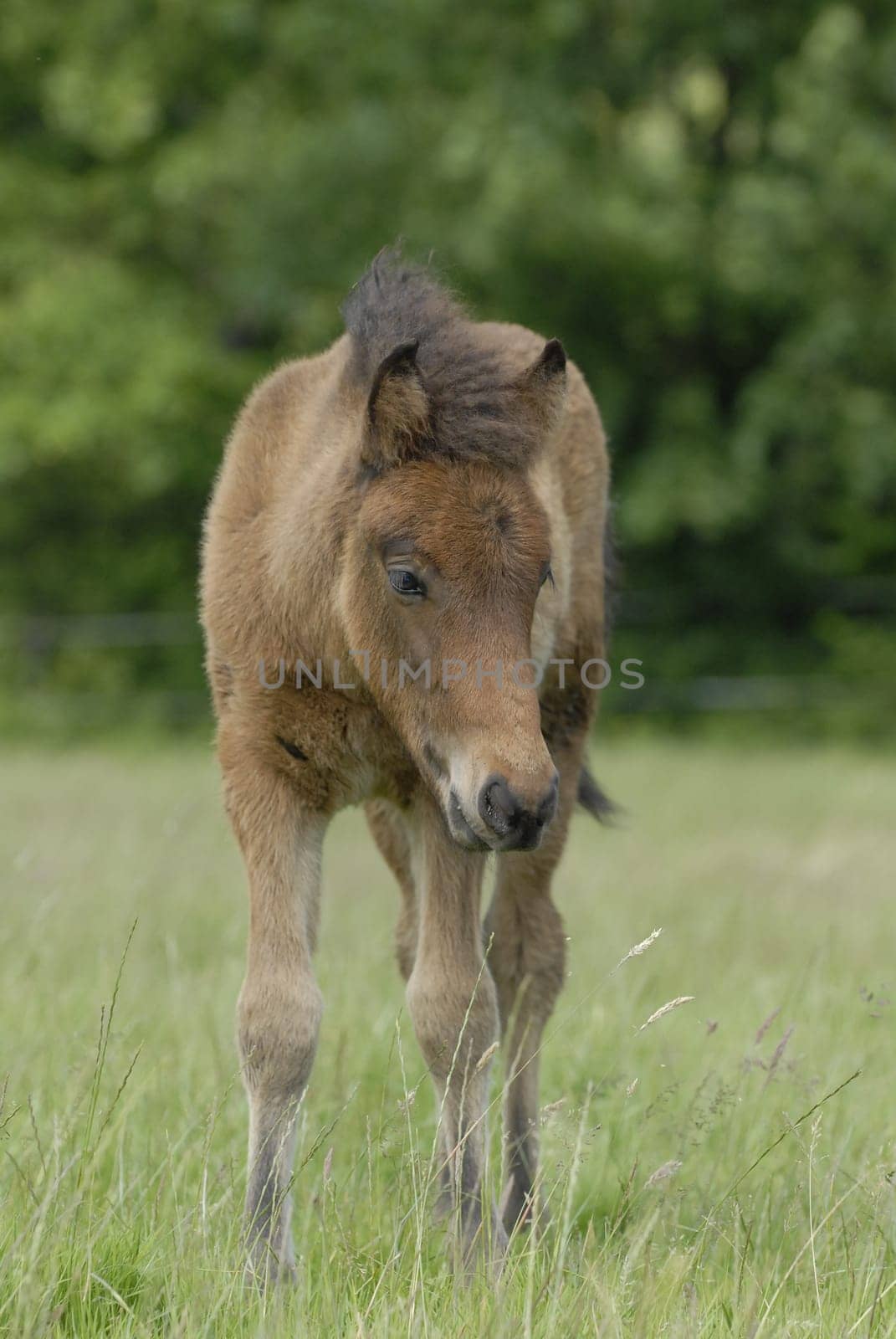 Foal