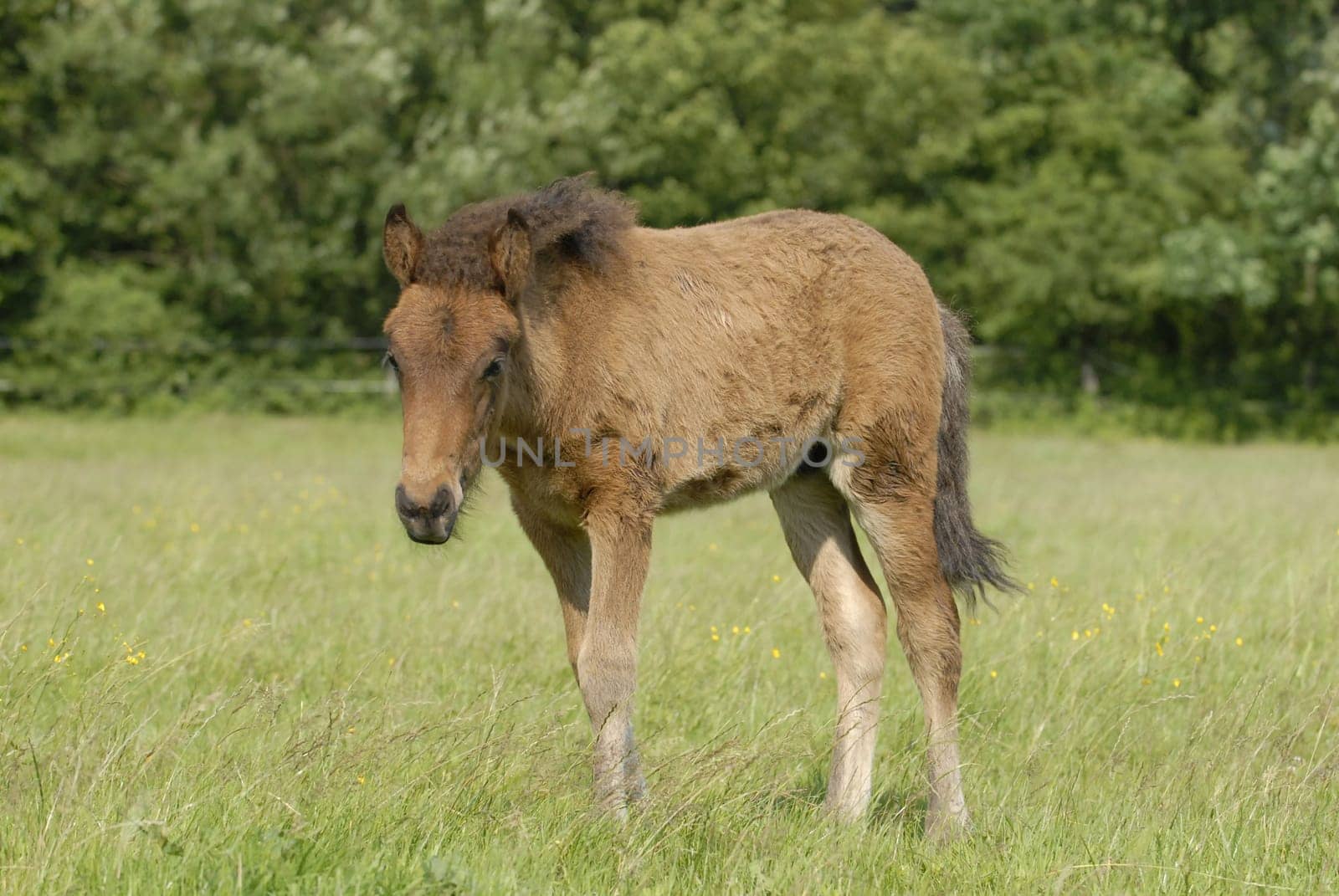 Foal