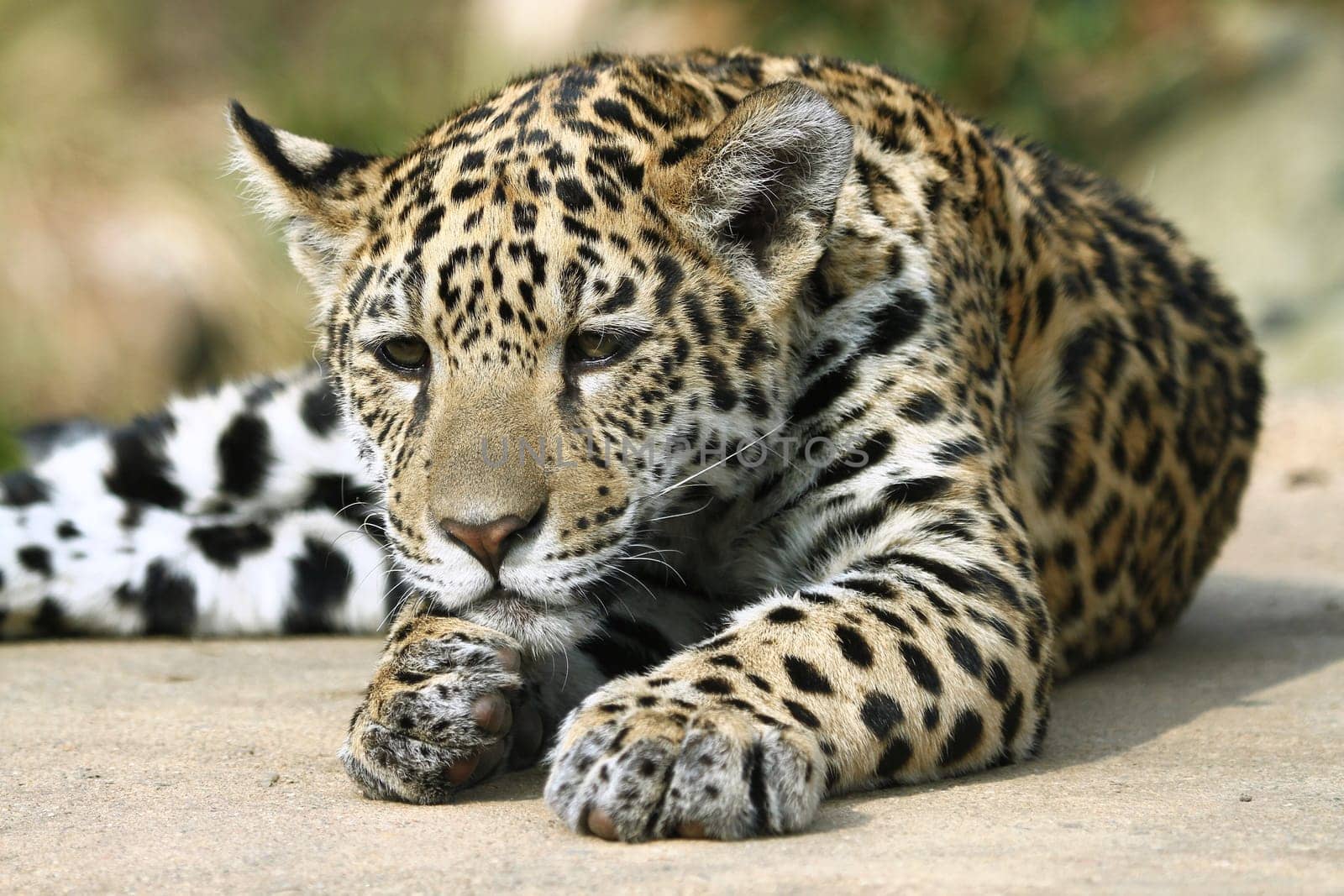 Jaguar