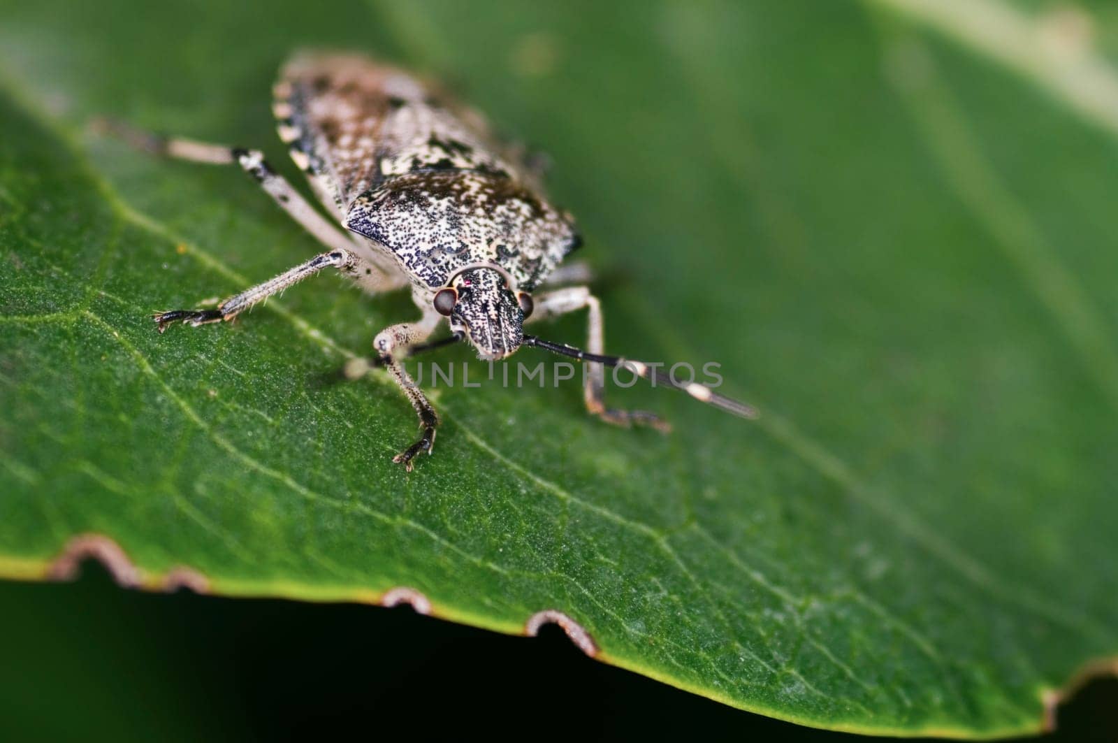 Oblique frontal full-body shot of a grey garden bug (Rhaphigaster nebulosa) sitting on a leaf in summer Northern Germany
