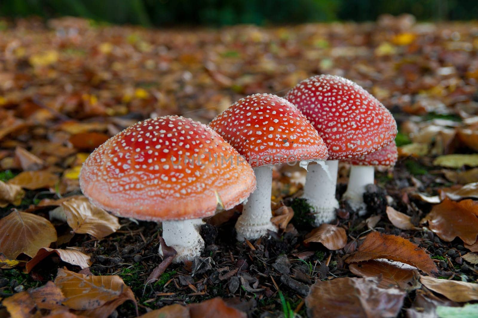 red Amanita muscaria in an autumn forest. Sharpness in on the first one
