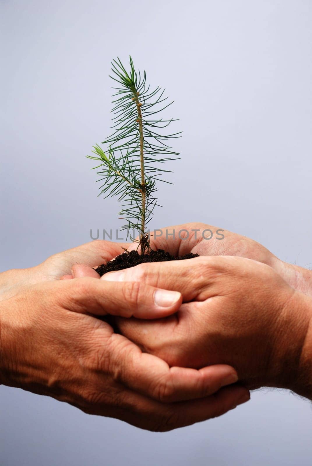 two middle aged european hands holding a little tree together