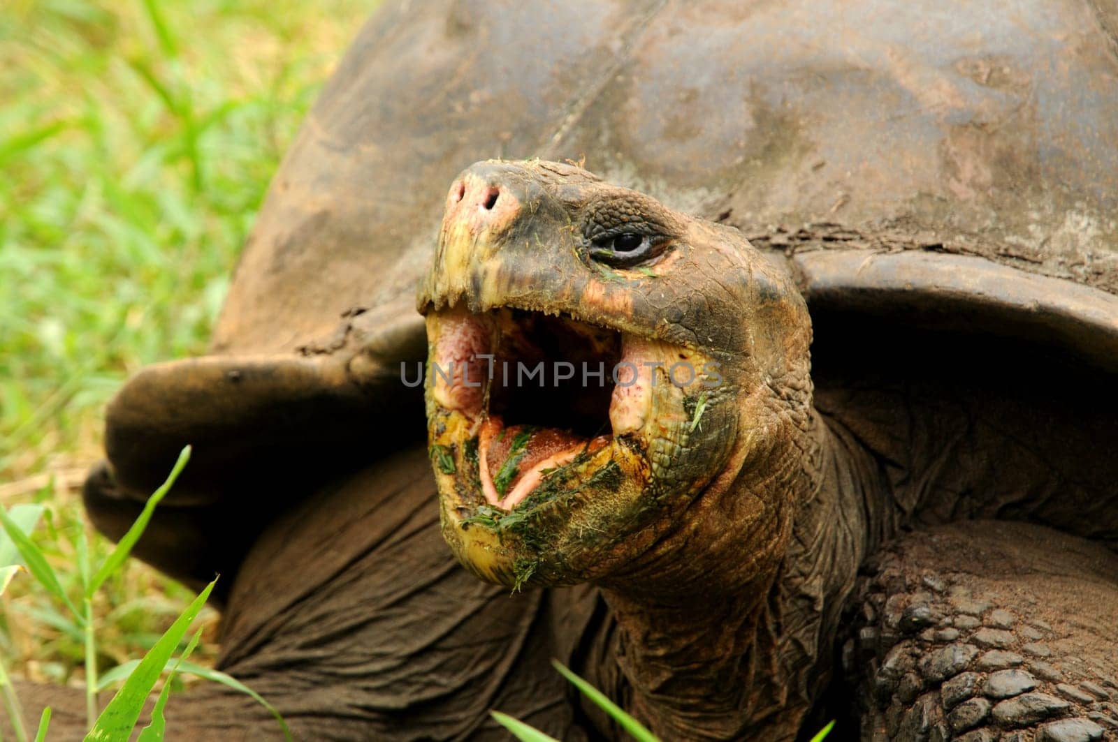 The giant tortoises of Santa Cruz / Galapagos never seem to be full